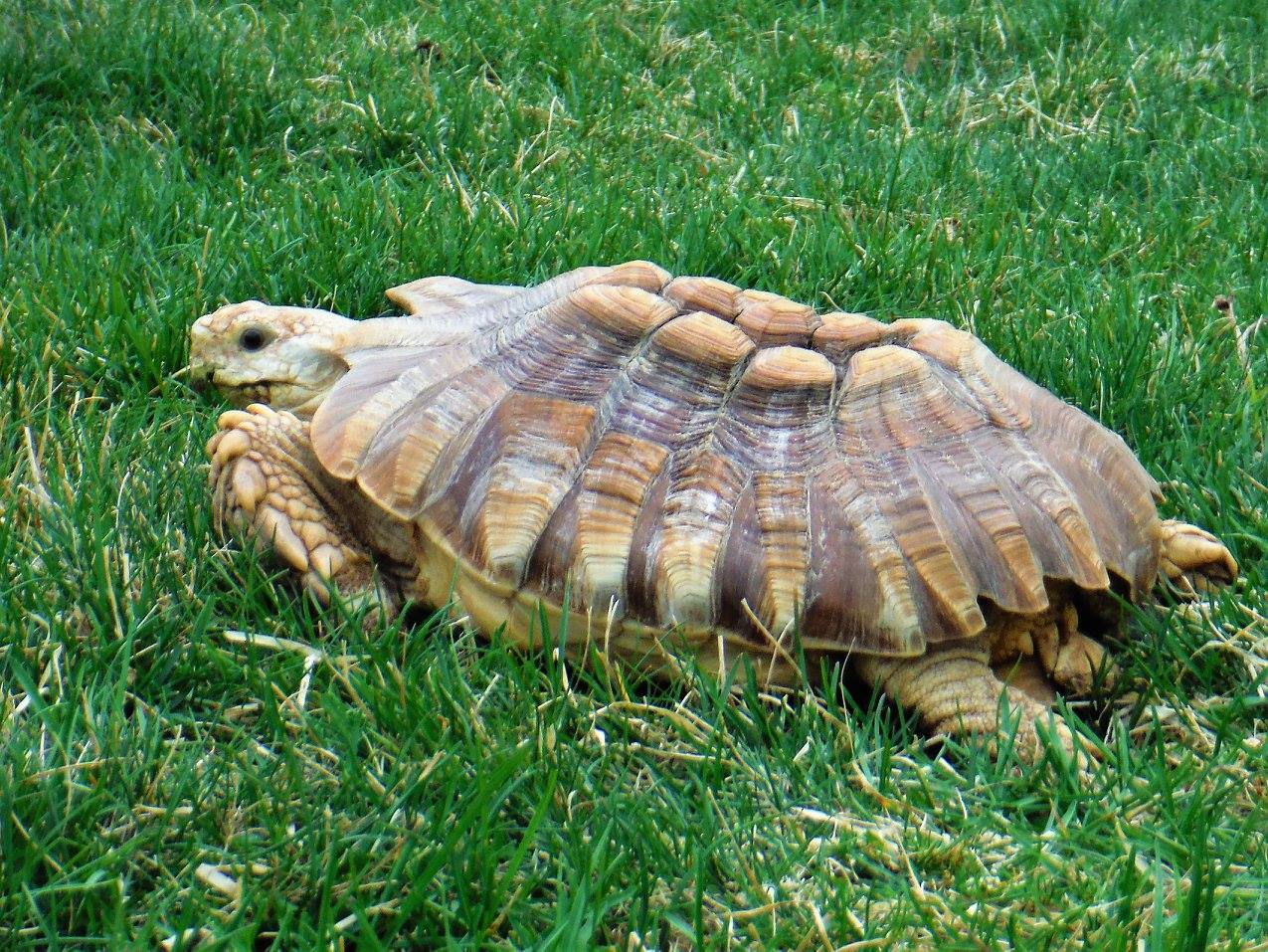 About the Founder - Big and Small Tortoise Rescue and Sanctuary