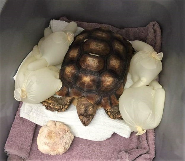 Calcium Supplementation Big and Small Tortoise Rescue and Sanctuary