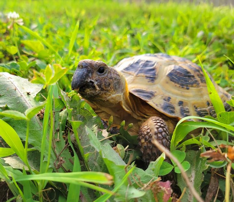 Sanctuary Tortoises – Big and Small Tortoise Rescue and Sanctuary