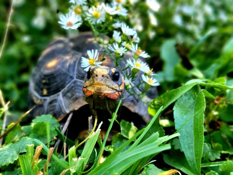 Sanctuary Tortoises – Big and Small Tortoise Rescue and Sanctuary