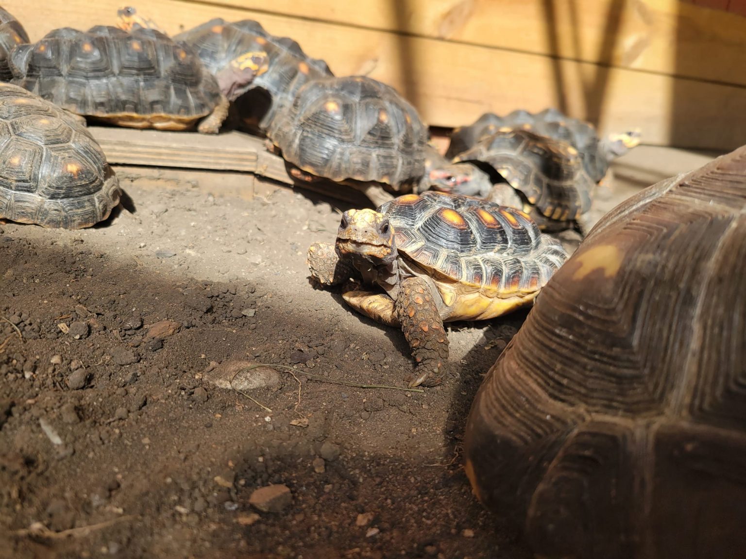 Sanctuary Tortoises – Big and Small Tortoise Rescue and Sanctuary