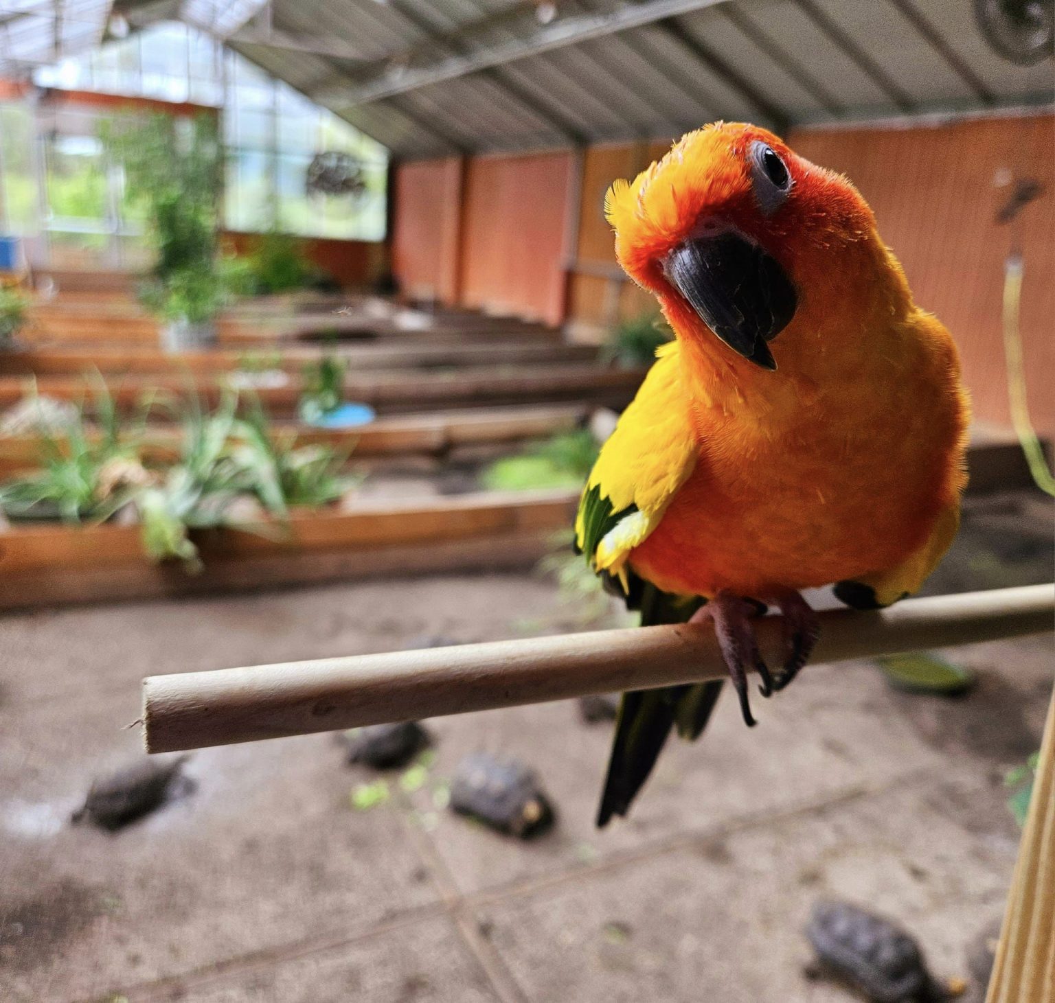 Curated visual reference: Visual Reference: Parrot Surrender Big And Small Tortoise Rescue And Sanctuary